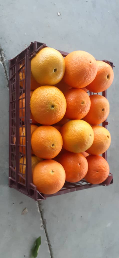 پرتقال تامسون صادراتی فسا